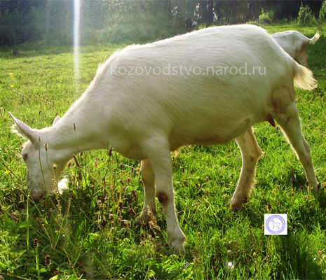 Радушка 1 ИрЭН