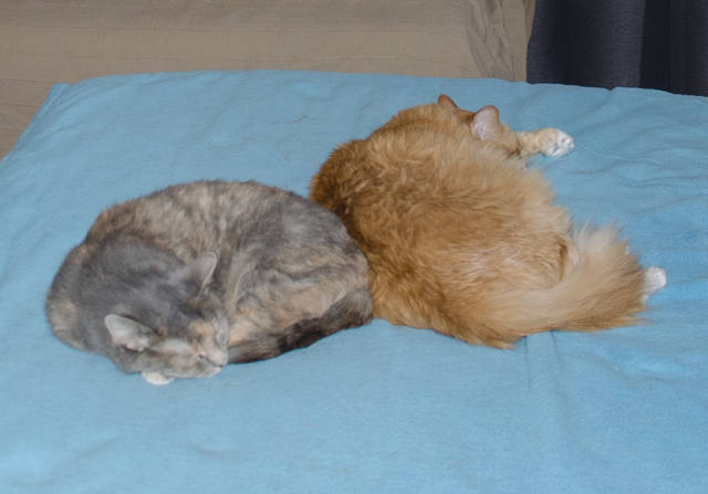 Кошки в нашей жизни. Кошки и все, что с ними связано.