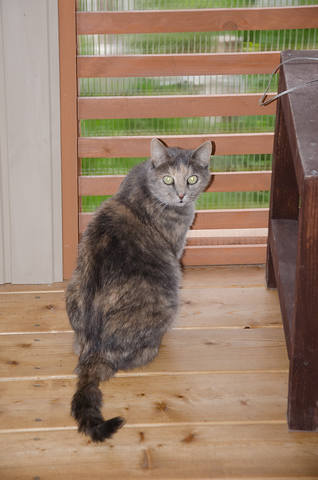 Кошки в нашей жизни. Кошки и все, что с ними связано.