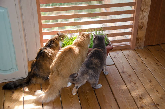 Кошки в нашей жизни. Кошки и все, что с ними связано.