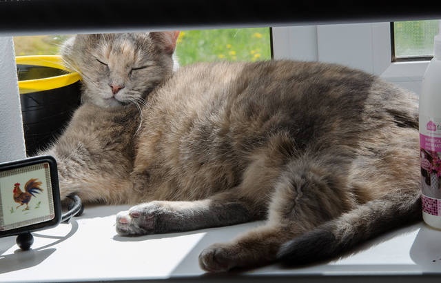 Кошки в нашей жизни. Кошки и все, что с ними связано.