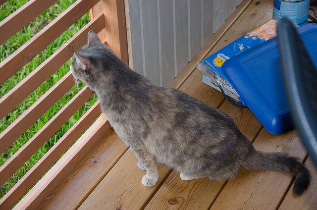 Кошки в нашей жизни. Кошки и все, что с ними связано.