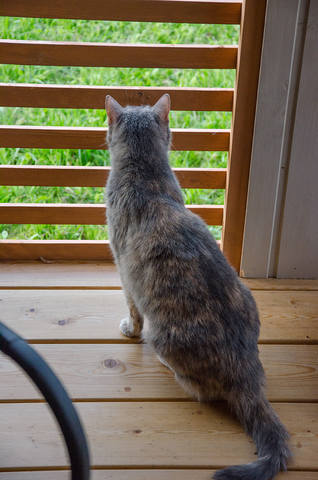 Кошки в нашей жизни. Кошки и все, что с ними связано.