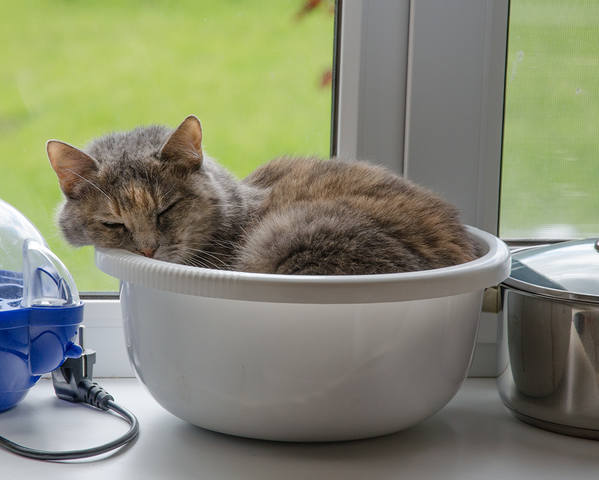 Кошки в нашей жизни. Кошки и все, что с ними связано.