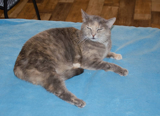 Кошки в нашей жизни. Кошки и все, что с ними связано.