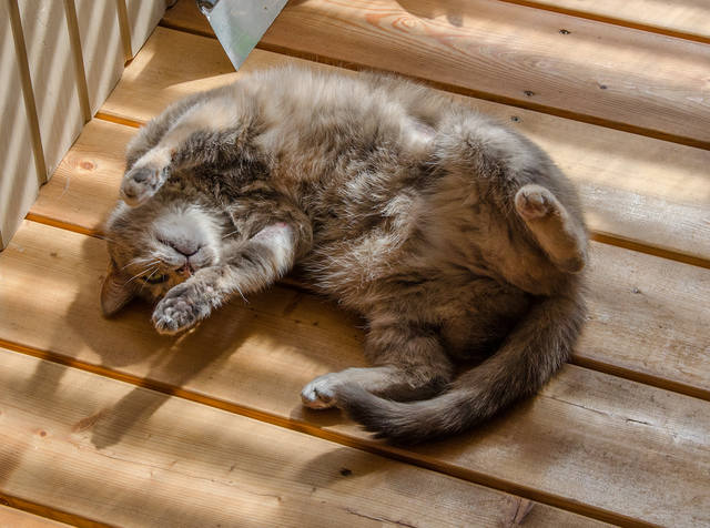 Кошки в нашей жизни. Кошки и все, что с ними связано.