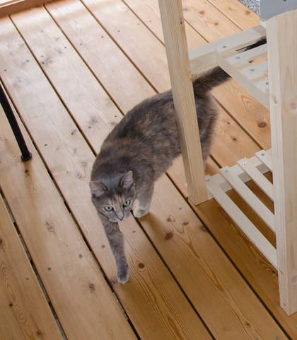 Кошки в нашей жизни. Кошки и все, что с ними связано.