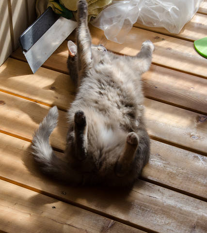 Кошки в нашей жизни. Кошки и все, что с ними связано.