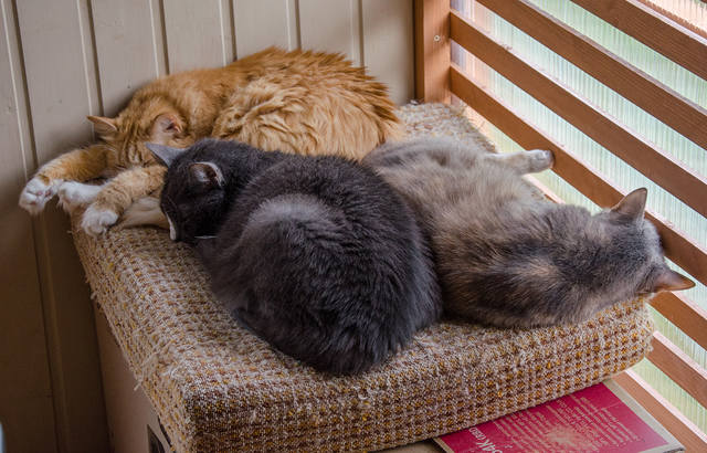 Кошки в нашей жизни. Кошки и все, что с ними связано.