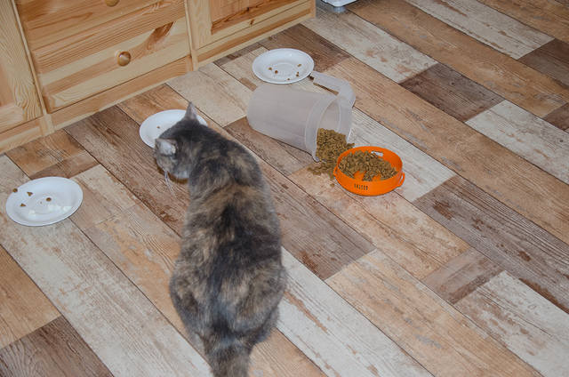 Кошки в нашей жизни. Кошки и все, что с ними связано.