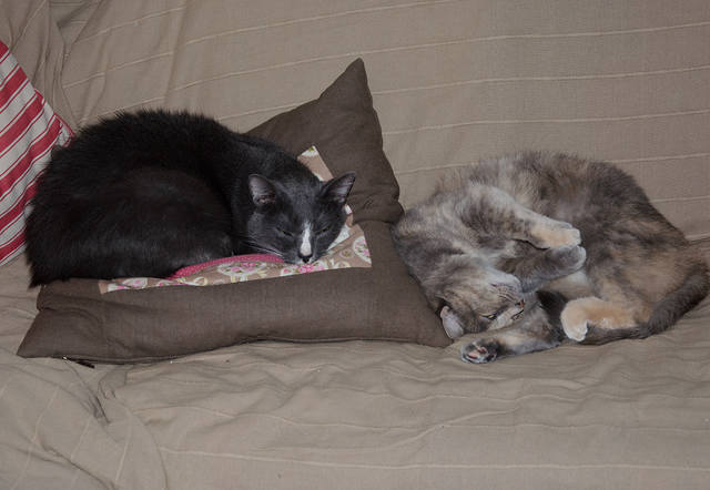 Кошки в нашей жизни. Кошки и все, что с ними связано.