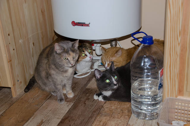 Кошки в нашей жизни. Кошки и все, что с ними связано.