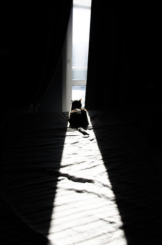 Кошки в нашей жизни. Кошки и все, что с ними связано.