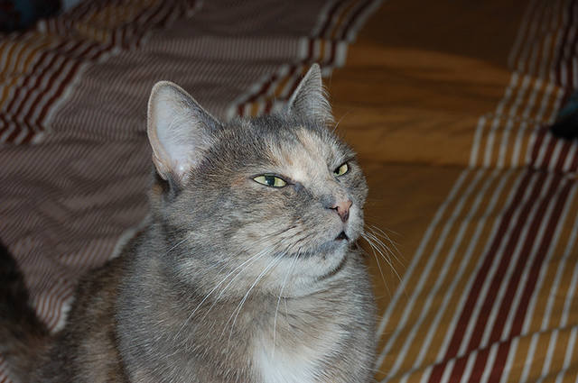 Кошки в нашей жизни. Кошки и все, что с ними связано.