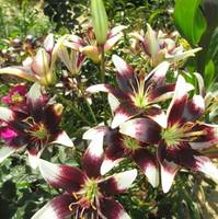 VFL.RU - ваш фотохостинг