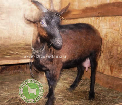 Мельпомена 1 атьяна Tata