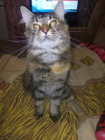 VFL.RU - ваш фотохостинг