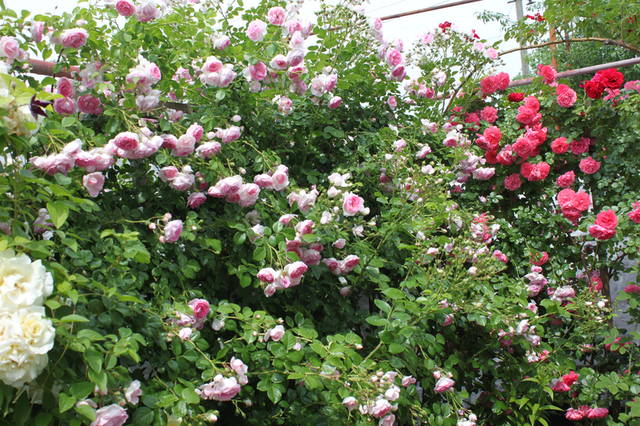 Чайная беседка