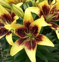 VFL.RU - ваш фотохостинг