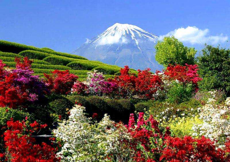 Mountain with flowers