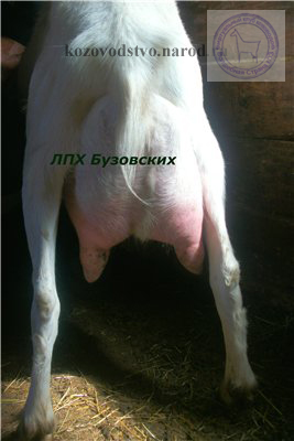 Лалита 2 buzajka