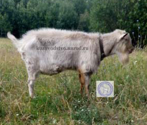 Гусар 2 talanov2011