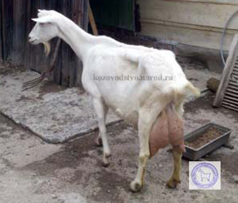 Джуля 1 talanov2011