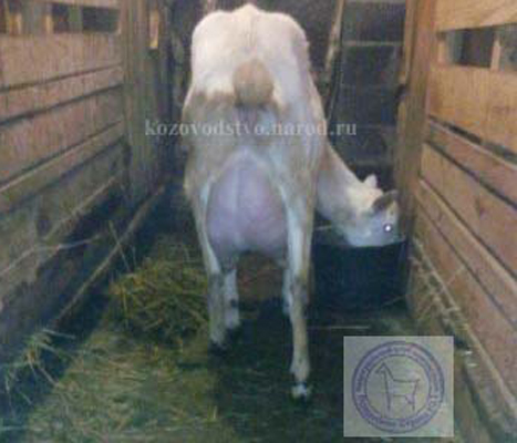 Графиня 3 talanov2011