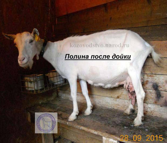 Полинка 2 Таня