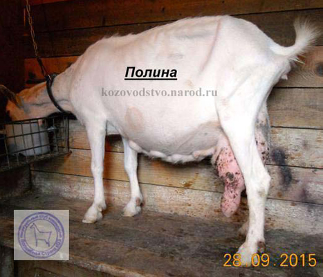 Полинка 4 Таня