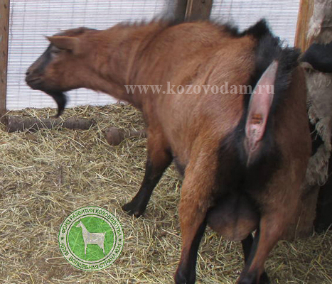 Антей 2 ЛПХ Смирновских