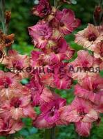 VFL.RU - ваш фотохостинг