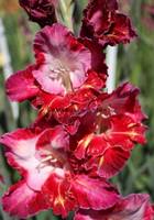 VFL.RU - ваш фотохостинг