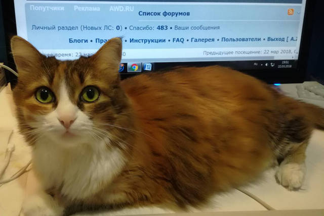 Кошки в нашей жизни. Кошки и все, что с ними связано.