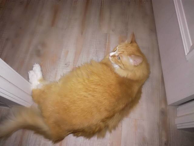 Кошки в нашей жизни. Кошки и все, что с ними связано.