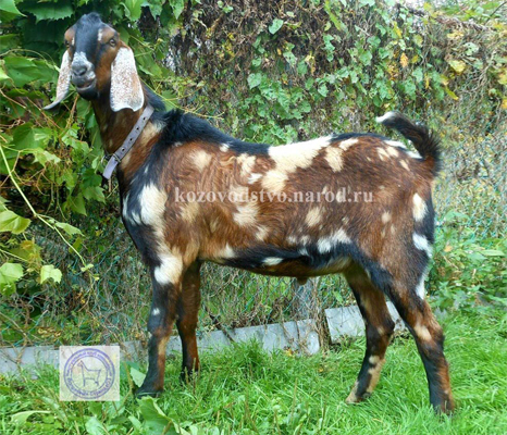 Black Star's 2 Надюшапа