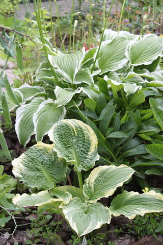 Чайная беседка