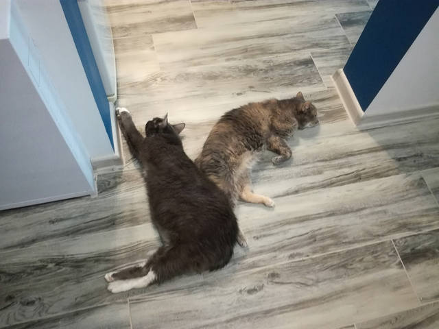 Кошки в нашей жизни. Кошки и все, что с ними связано.