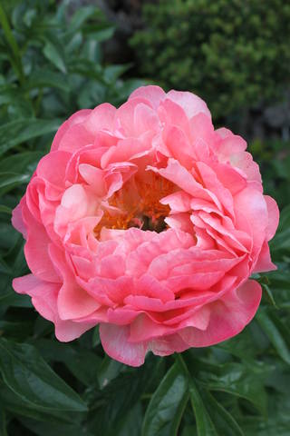 Чайная беседка