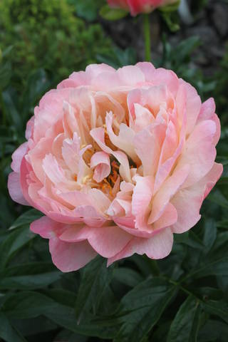 Чайная беседка