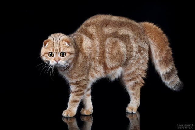 Чайная беседка