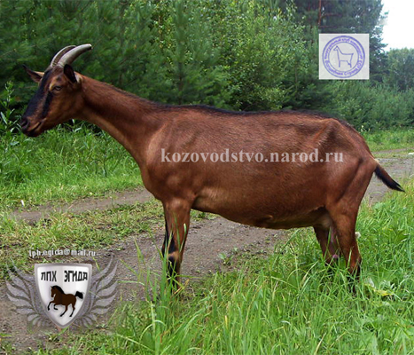 Зоря 3 ЛПХ Эгида