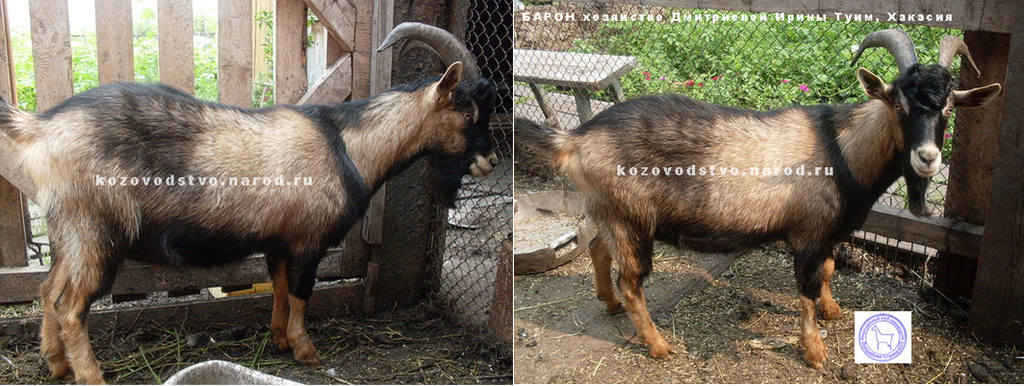 Краля отец барон ЛПХ Эгида