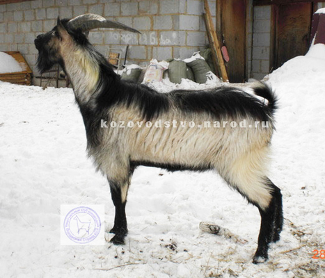 Лорд 2 ЛПХ Эгида