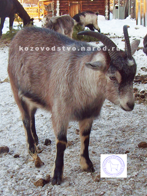 Ася 1 ЛПХ Эгида