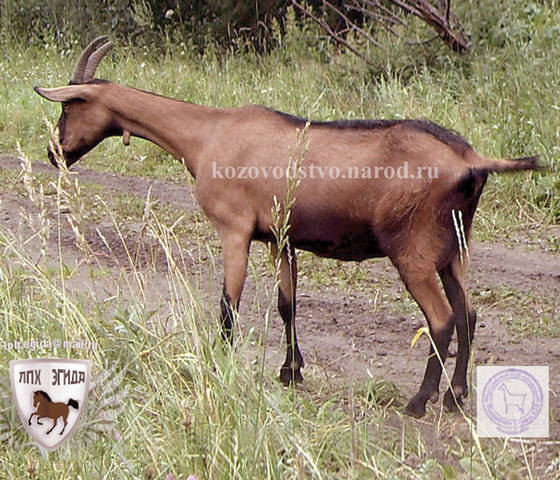 Сильва 2 ЛПХ Эгида