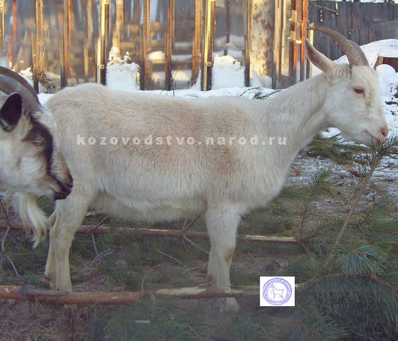 Бусинка 2 ЛПХ Эгида