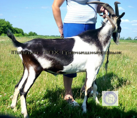 Павлин 1 Татиа