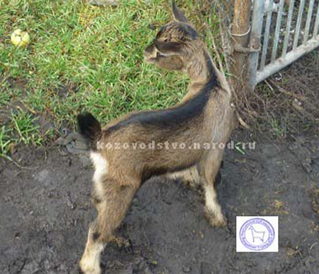 Нерисса 2 Татьяна Гречишникова