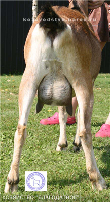 Выша 2 Vino gradina